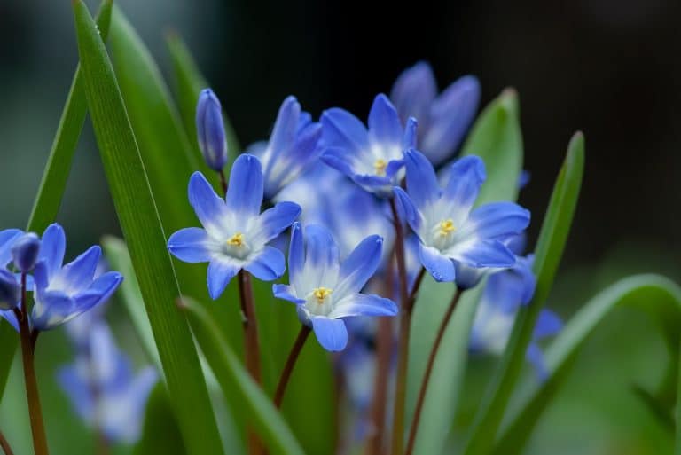 Why Crocus Interiors?