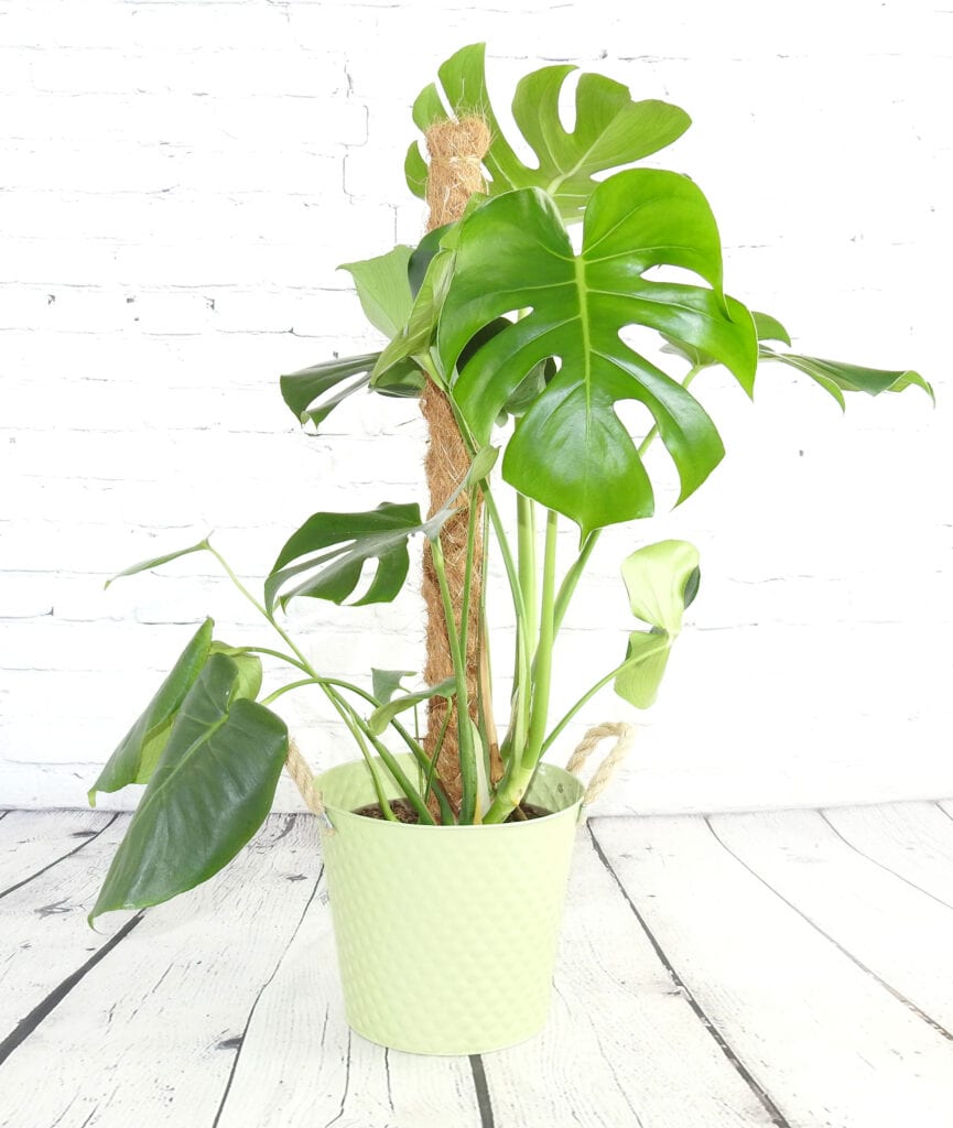 Cheese-Plants-865x1024