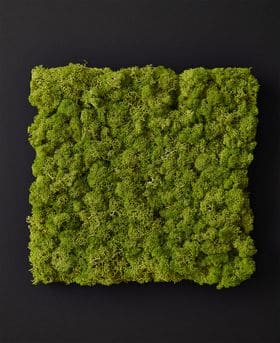 Panel of moss used in biophilic design